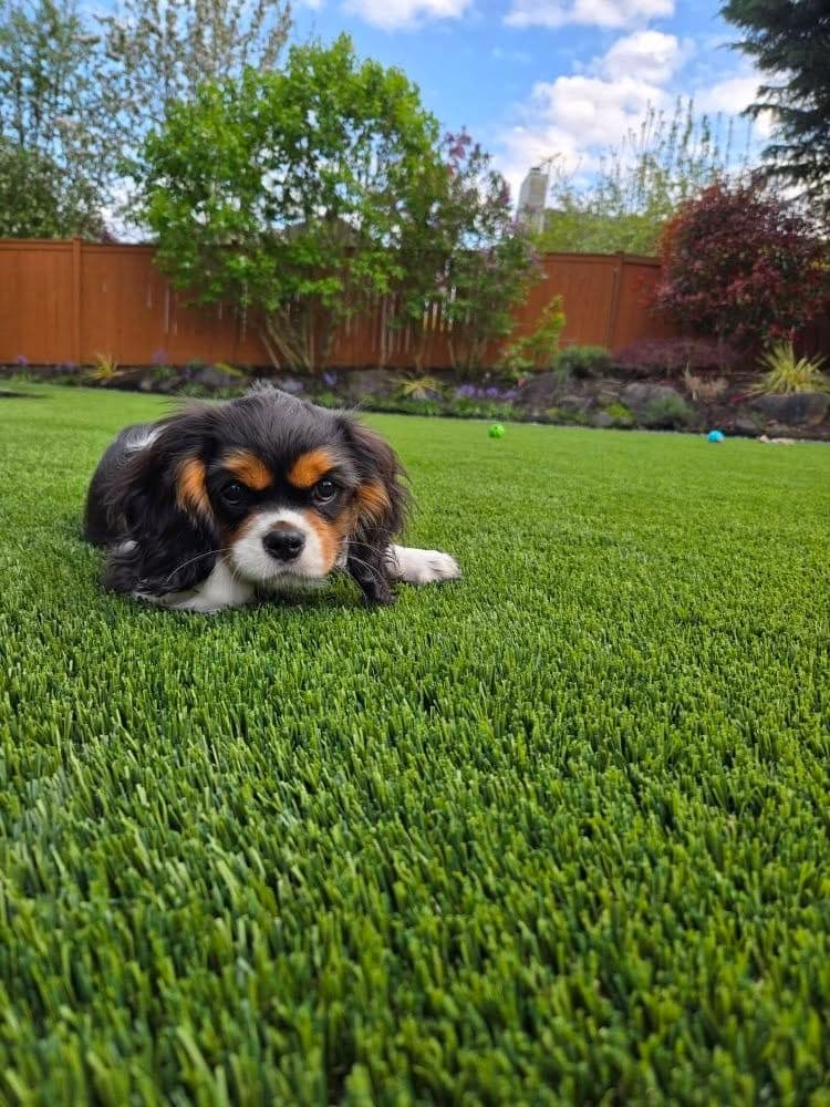 Cavalier King Charles puppy lying on soft artificial pet turf in a backyard