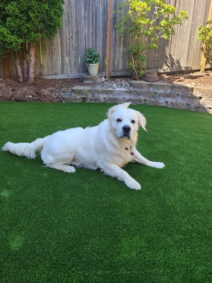 Golden retriever resting on clean, pet-friendly artificial turf in a fenced backyard installed by Synthetic Turf Solutions