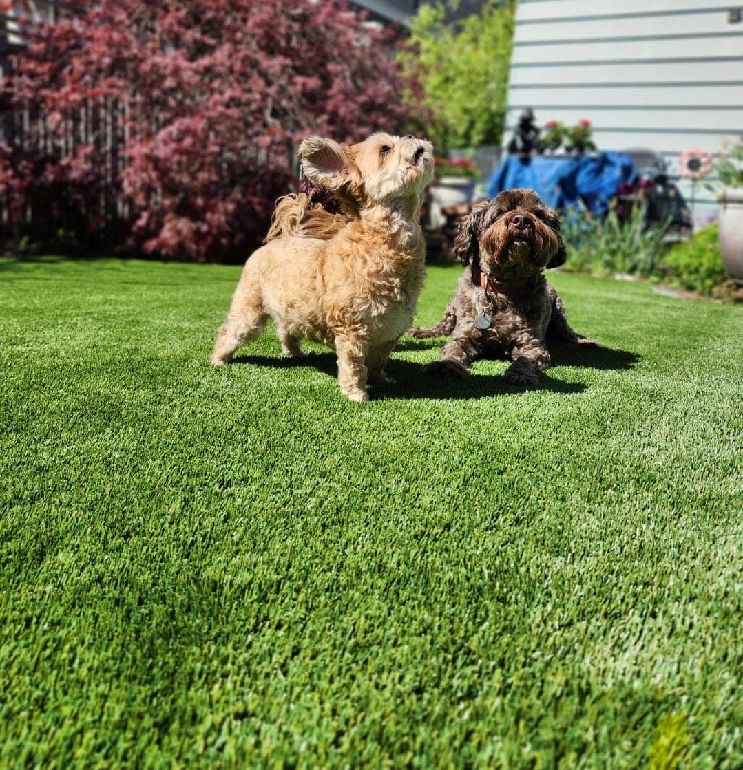Two dogs sitting on durable pet-friendly artificial turf